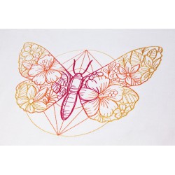 Sweat Butterfly Summer